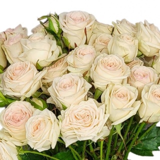 R Tr Pinky Promise 70cm - D