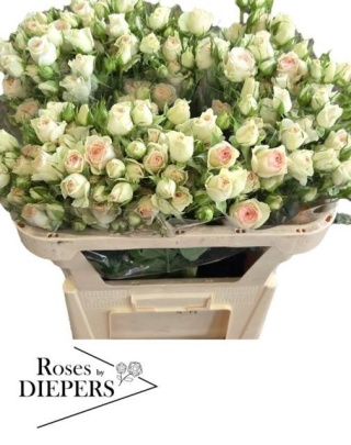 R Tr Pinky Promise 70cm - D