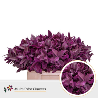 Ruscus Frost Erica H% 60cm - D