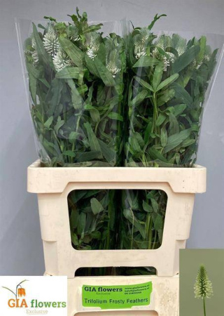 TRIF R FROS FEATHERS 60cm - D