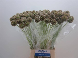 SCABIOSA STELLATA ZD 70cm - D