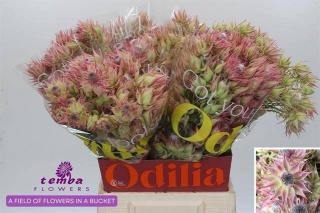 SERR AYOBA PRE N PIN 50cm - D