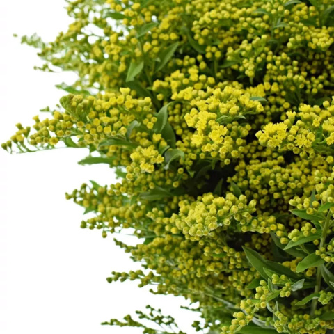 SOLI CARZAN GLORY XL 80cm/40G - D