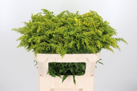 SOLI CARZAN GLORY XL 80cm/40G - D