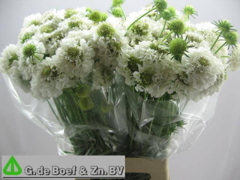 SCAB AT F SCOOP WHITE 60cm - D