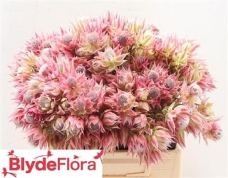 SERR AYOBA PRE N PIN 40cm - D