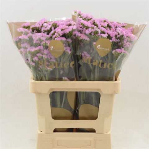 Statice Pretty Wings 70cm - D