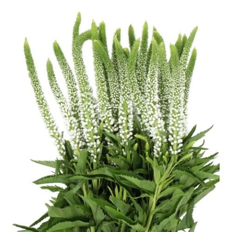 VERON SMART LUNA WHITE SPRAY 50cm - D