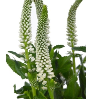 VERON SMART LUNA WHITE SPRAY 50cm - D