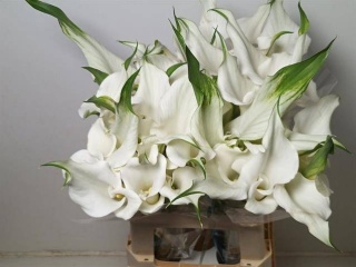 Zant White Mambo 60cm - D