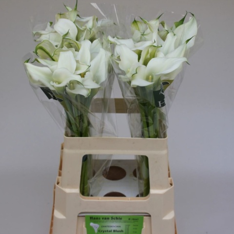 Zant White Mambo 60cm - D