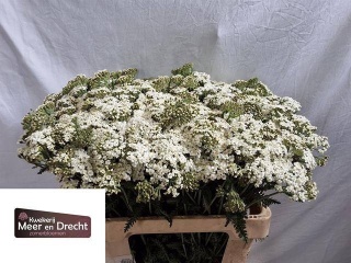 ACHIL M WHITE BEAUTY 60cm - D