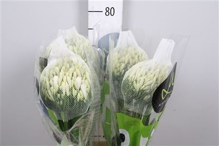 AGAP GLETSJER WHITE 70cm - D