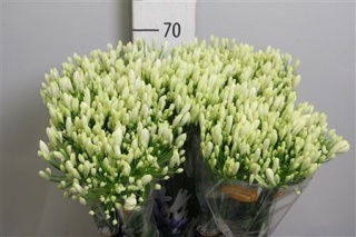 AGAP GLETSJER WHITE 70cm - D
