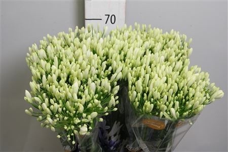 AGAP GLETSJER WHITE 70cm - D