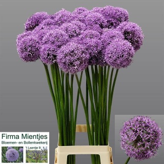 ALLIUM GIGANTEUM EXTRA 100cm - PROMO
