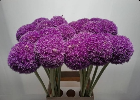 ALLIUM GIGANTEUM EXTRA 100cm - PROMO