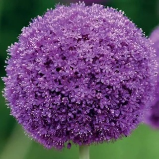 ALLIUM GIGANTEUM EXTRA 100cm - PROMO