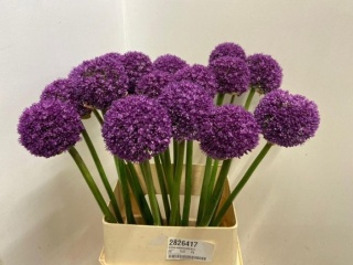 ALLIUM GLOR OF PAMIR 115cm - D