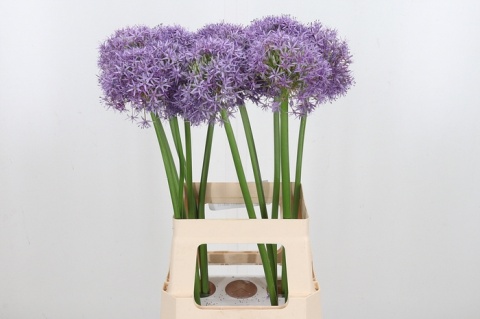ALLIUM GLOR OF PAMIR 115cm - D