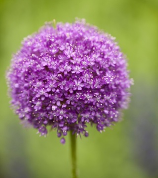 ALLIUM GLOR OF PAMIR 115cm - D