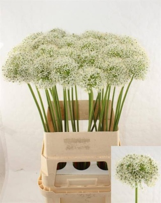 ALLIUM MOUNT EVEREST 85cm - D