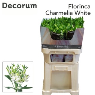 ALST FL CHARME WHITE Extra 75cm - D