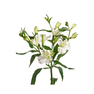 ALST FL CHARME WHITE Extra 75cm - D