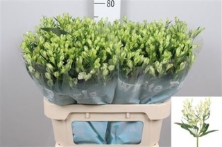 ALST FL WHITE PEARLS Extra 75cm - D