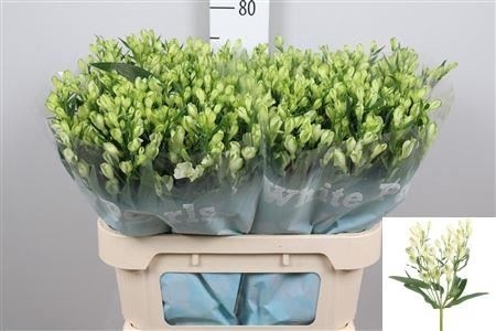 ALST FL WHITE PEARLS Extra 75cm - D