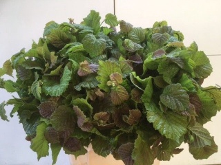 CORYL AV AUREA 60cm - D