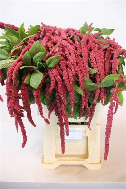 AMAR CA RED CORD 80cm - D