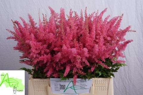 ASTIL AR ANITA PFEIF 40cm - D