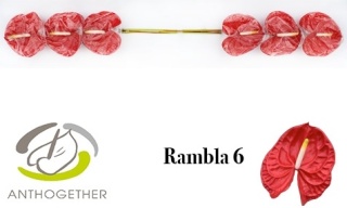 Anth A Rambla 6/ S13 - D