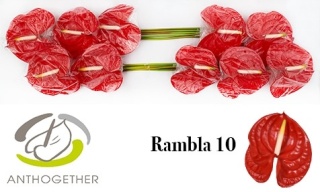 Anth A Rambla10 - D