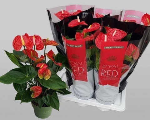 Anthurium Madural 60cm/d17 - D