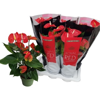 Anthurium Madural 60cm/d17 - D