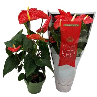 Anthurium Madural 60cm/d17 - D