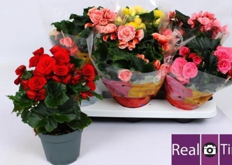 Begonia Dubbel Mix 30cm/d14 - D