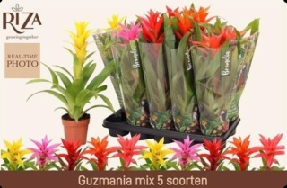 Guzmania Gem 45cm/d12 - D