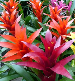 Guzmania Gem 45cm/d12 - D