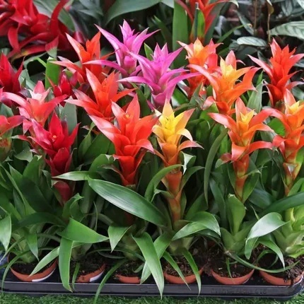 Guzmania Gem 45cm/d12 - D