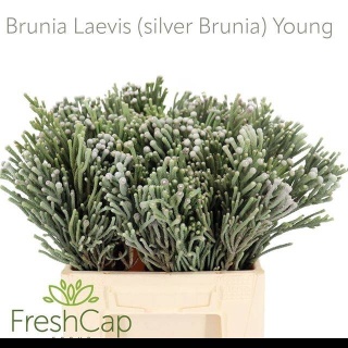 BRUN LAEVIS 50cm - D