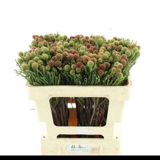 Brun Fragarioides 40cm - D