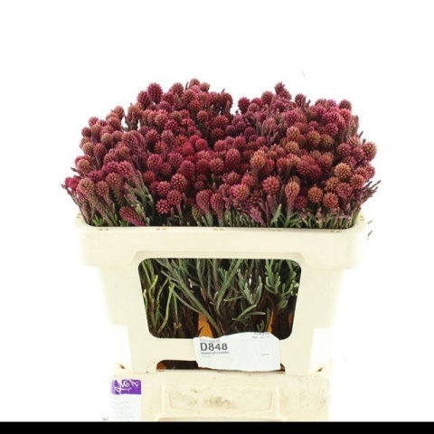 Brun Fragarioides 40cm - D