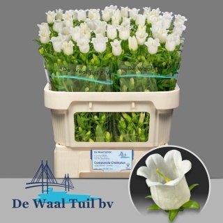 CAMP M CHAMPION WHITE 70cm - D
