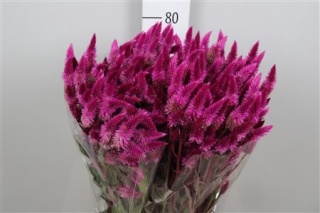 CEL A CELWAY PURPLE 80cm - D