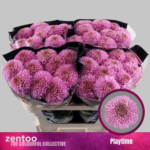 CHR G PLAYTIME 70cm - D