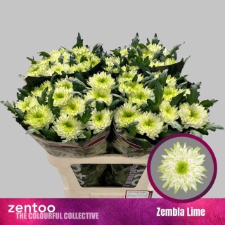 CHR G ZEMBLA LIME 70cm - D
