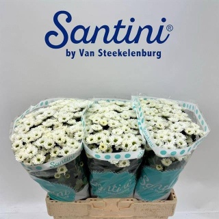 CHR S KINDLY WHITE 55cm/1100G - D